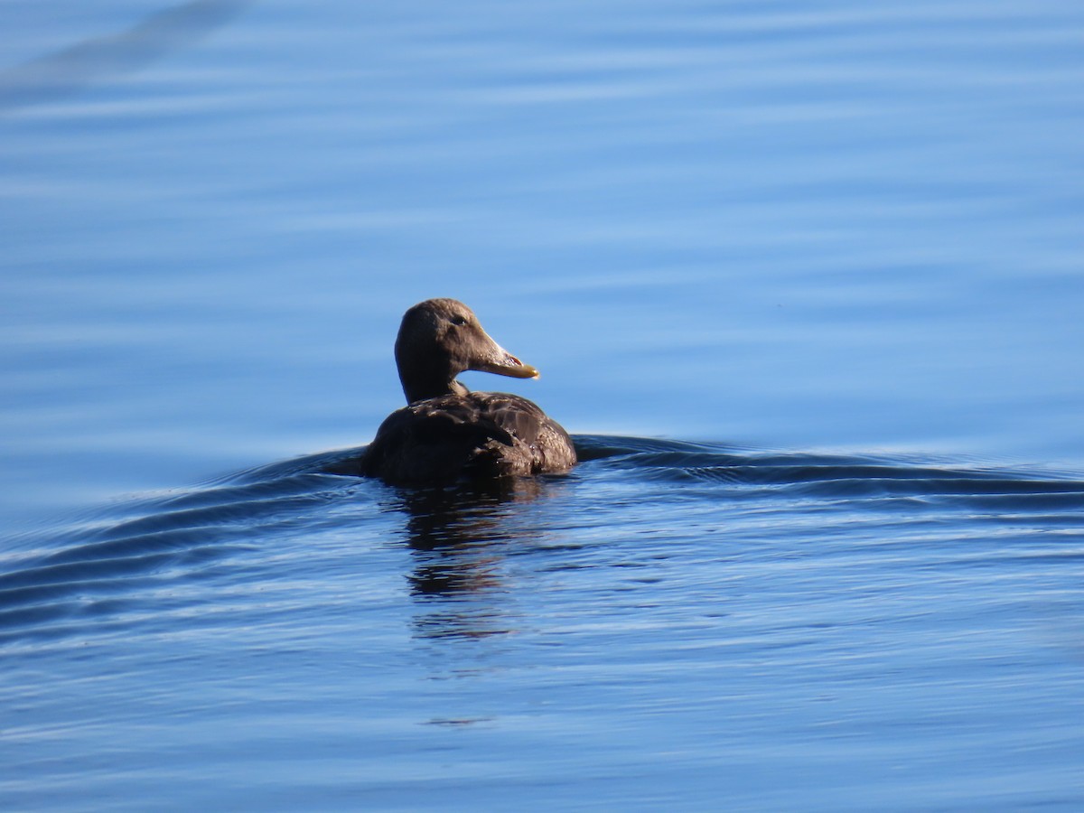 Common Eider (Pacific) - ML645627852