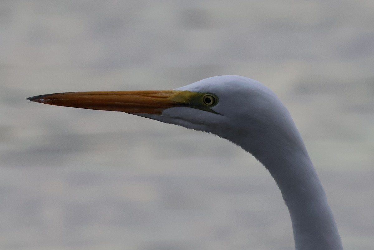 Grande Aigrette - ML645627853