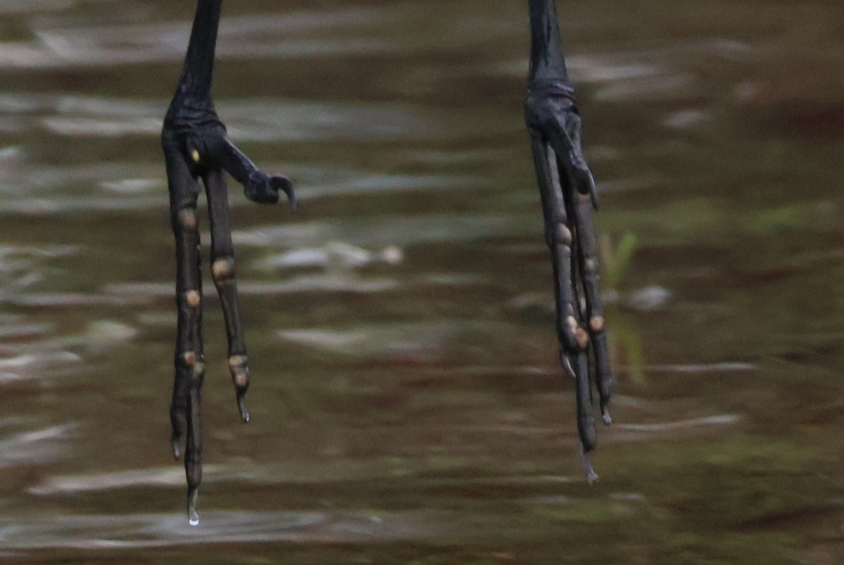 Grande Aigrette - ML645627854