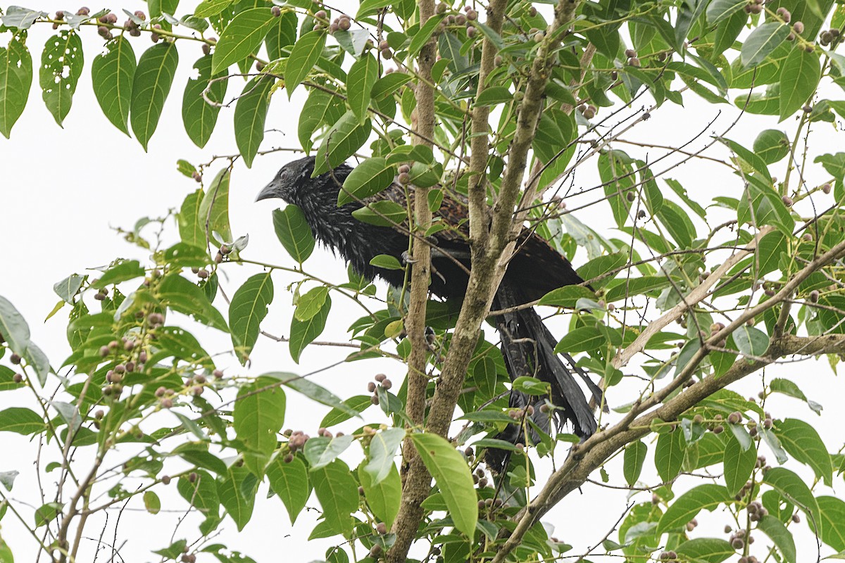 Pheasant Coucal - ML645627857