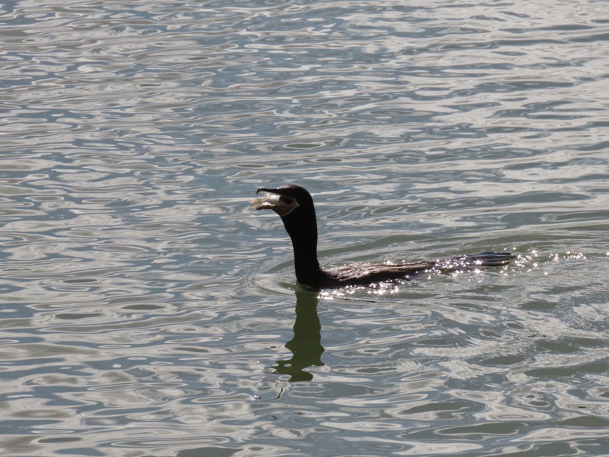 Humboldtscharbe - ML645627861