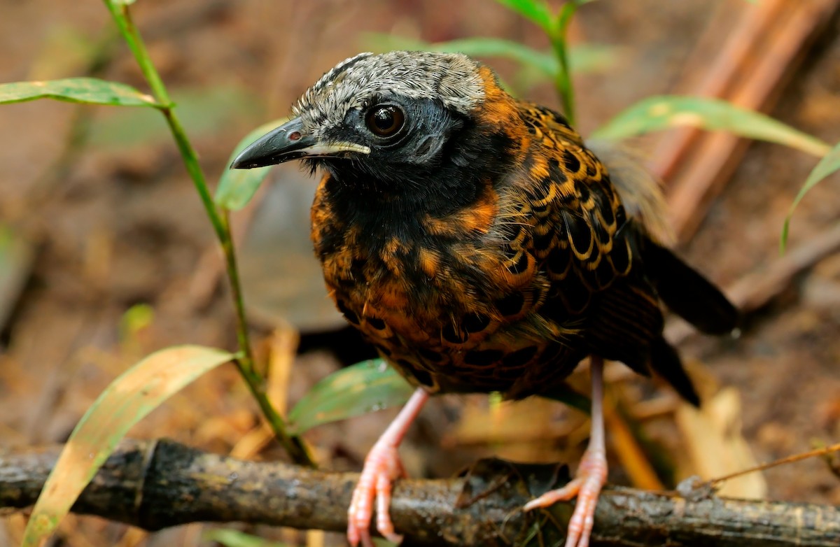 Ocellated Antbird - ML645627862
