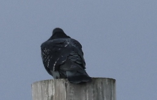 Rock Pigeon (Feral Pigeon) - ML645627863