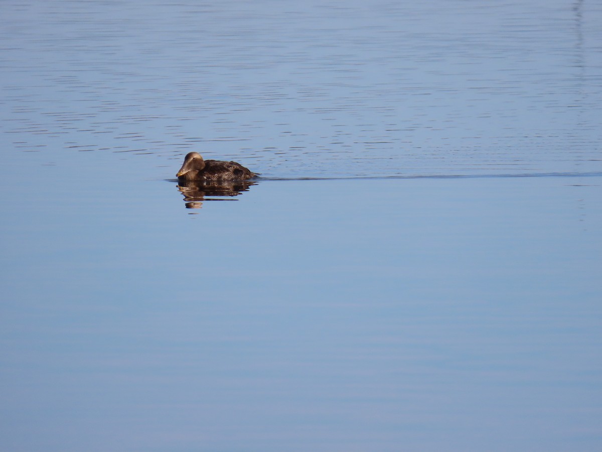 Common Eider (Pacific) - ML645627866