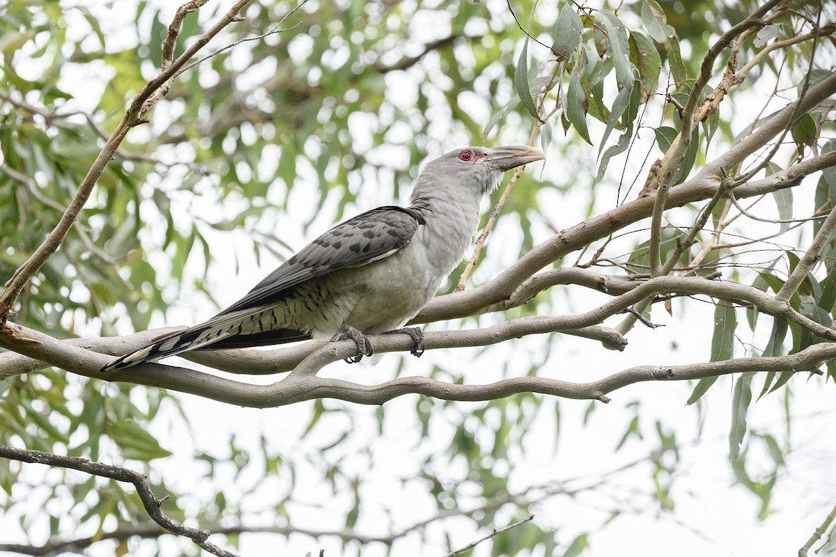 Channel-billed Cuckoo - ML645627868