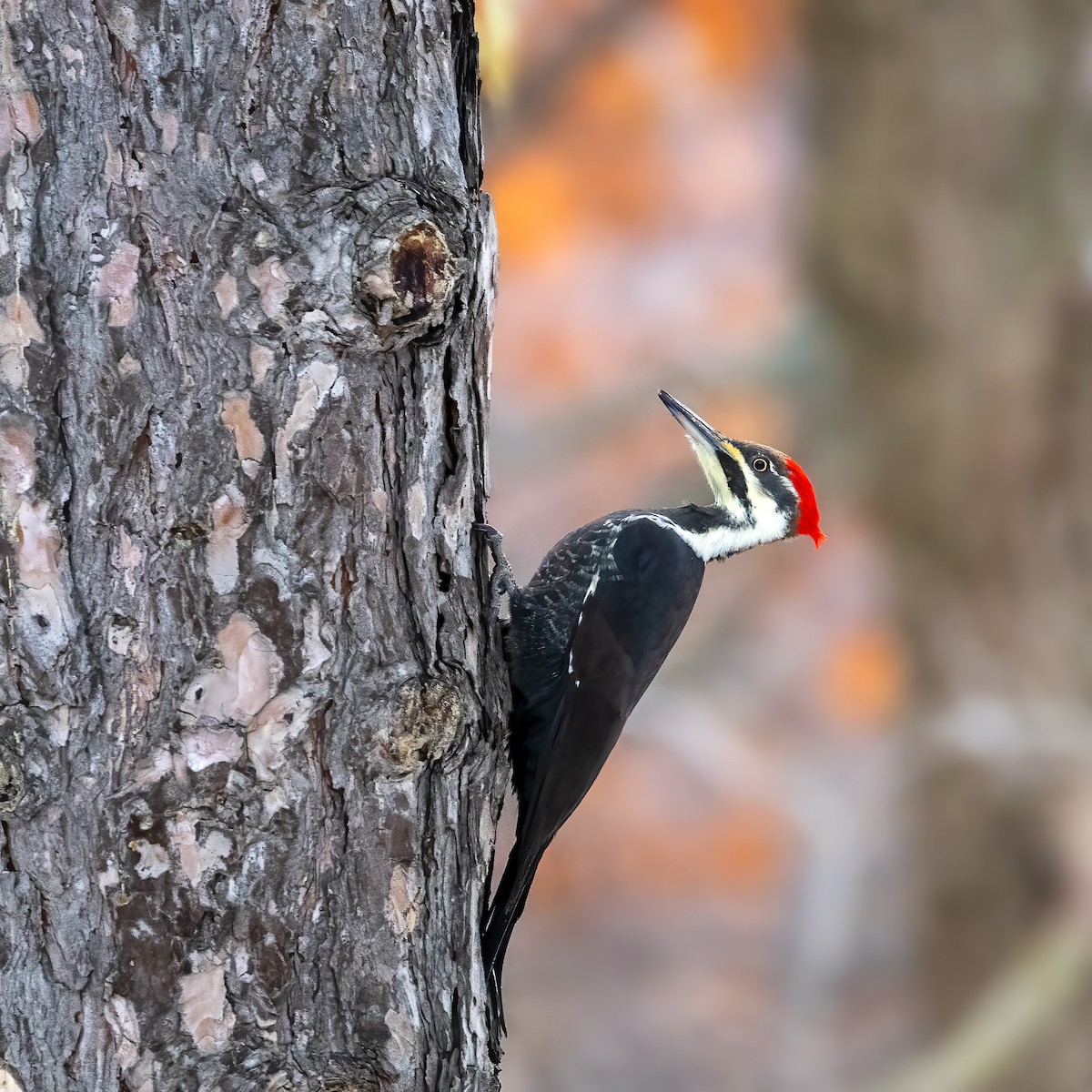 Жовна північна - ML645627870