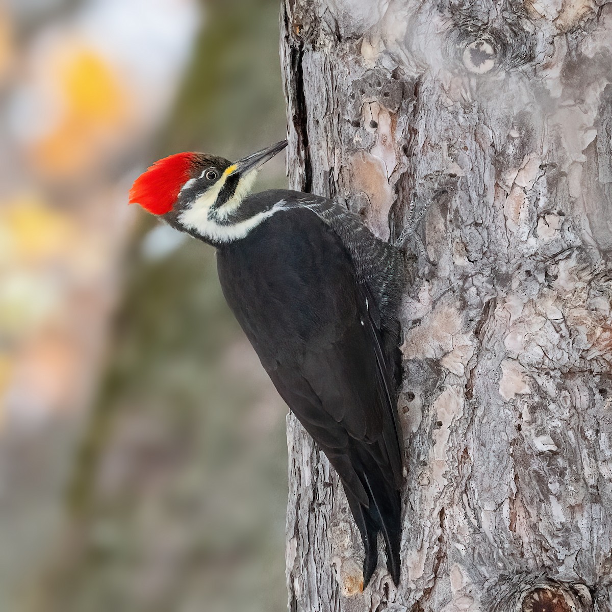 Жовна північна - ML645627871
