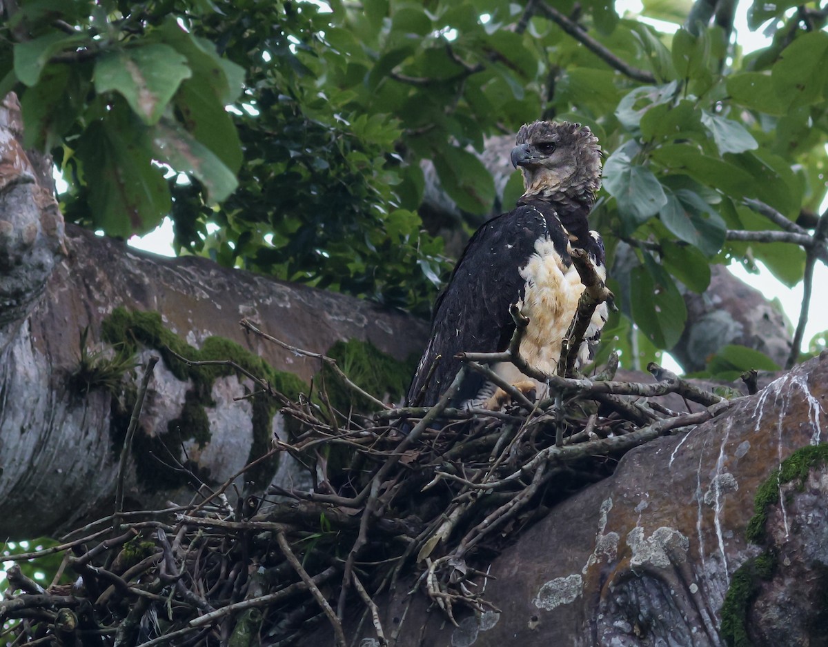 Harpy Eagle - ML645627875