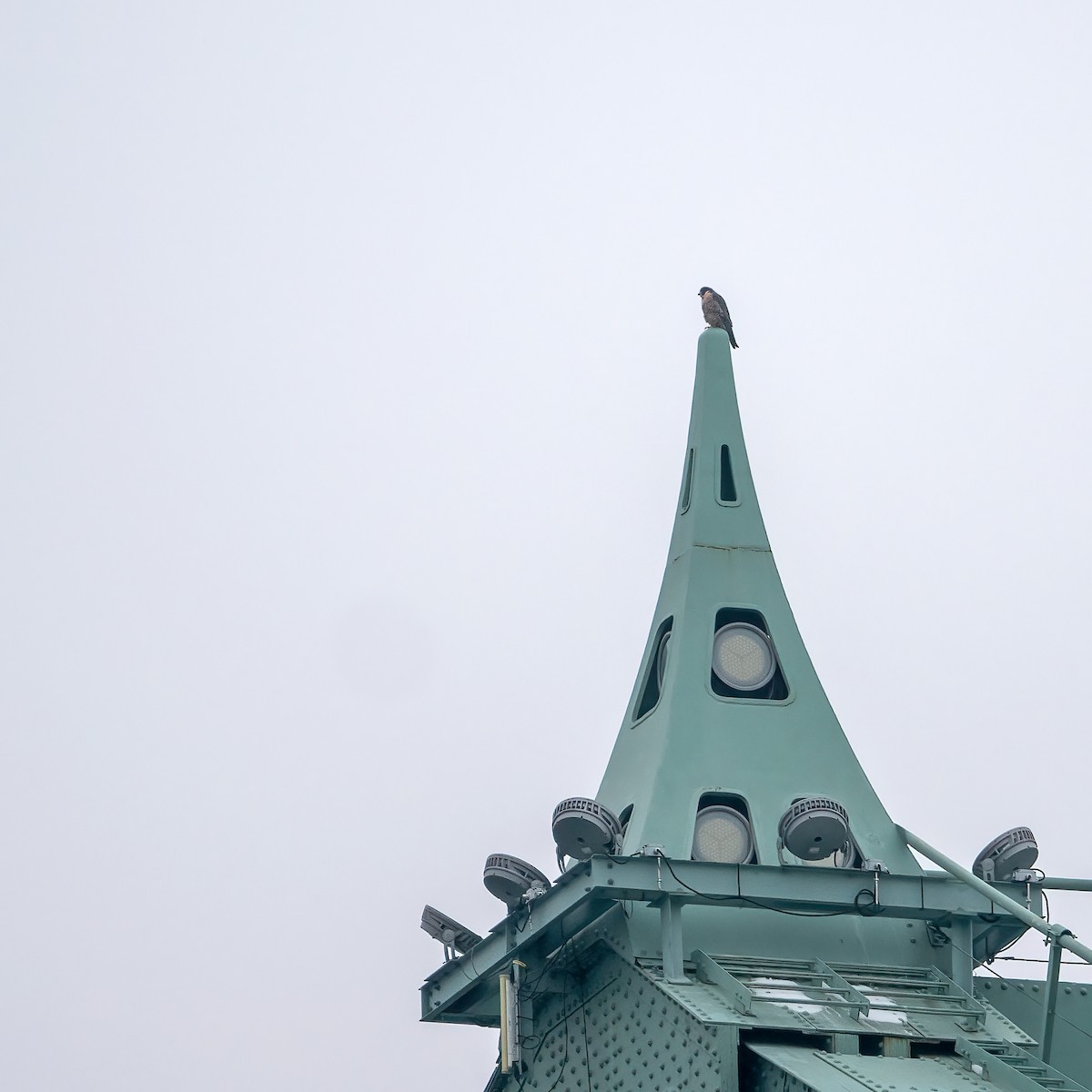 sokol stěhovavý - ML645627883