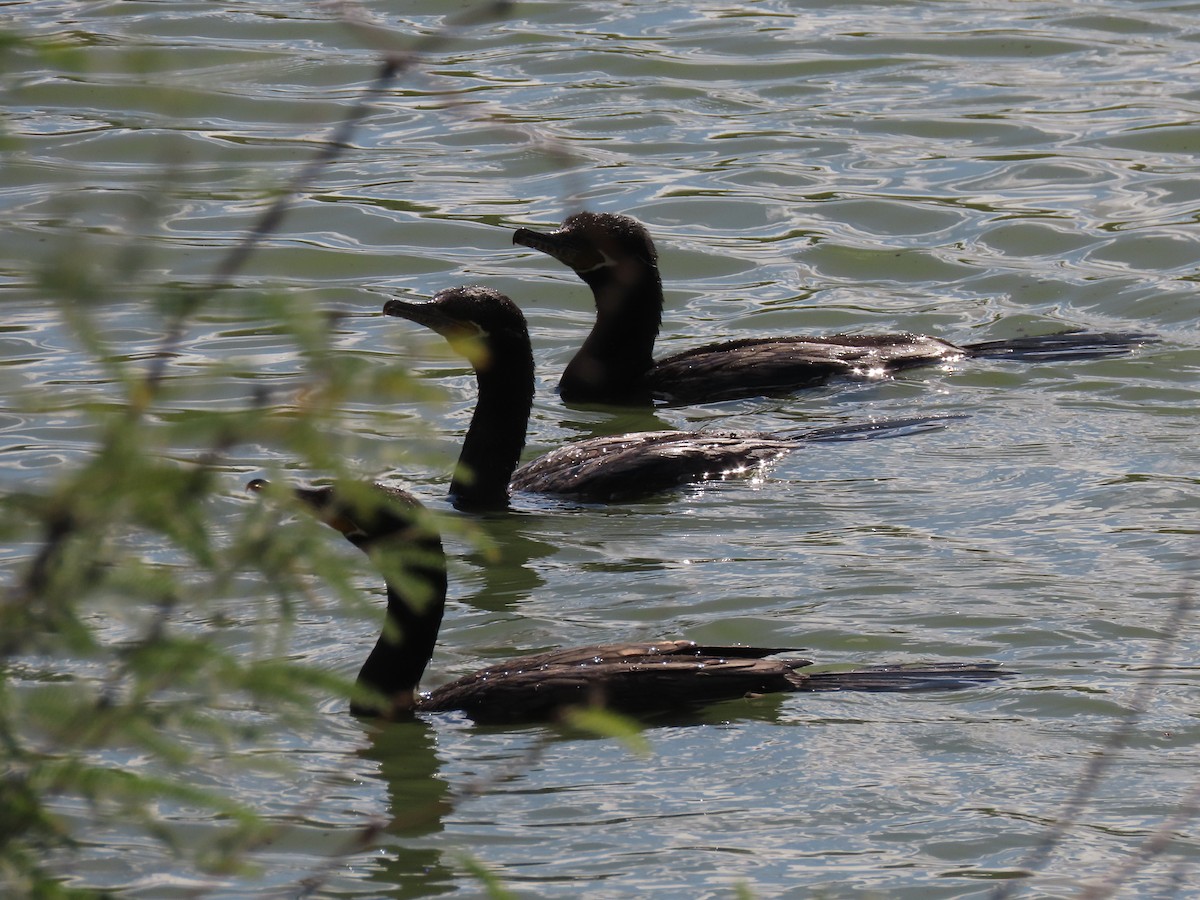 Humboldtscharbe - ML645627884