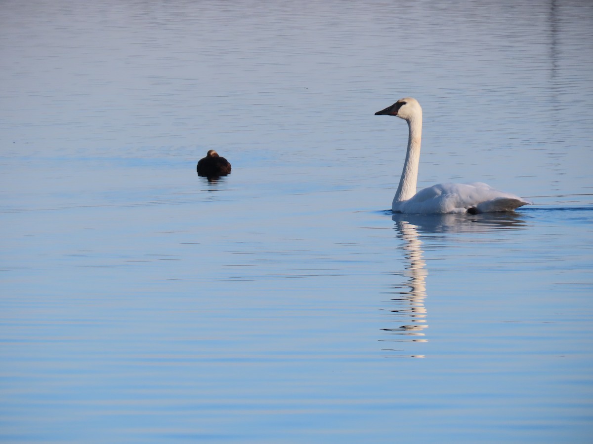 Common Eider (Pacific) - ML645627890