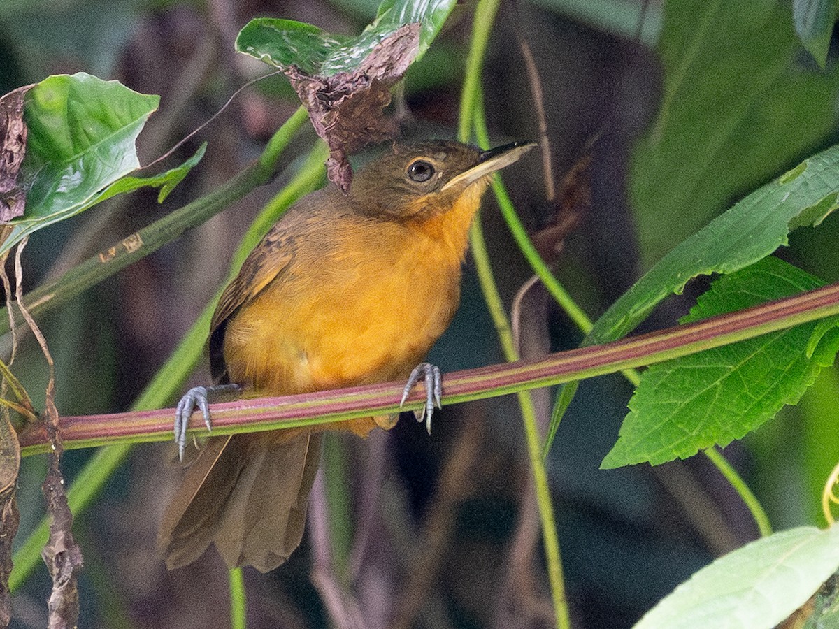 ウスグロアリドリ - ML645627891