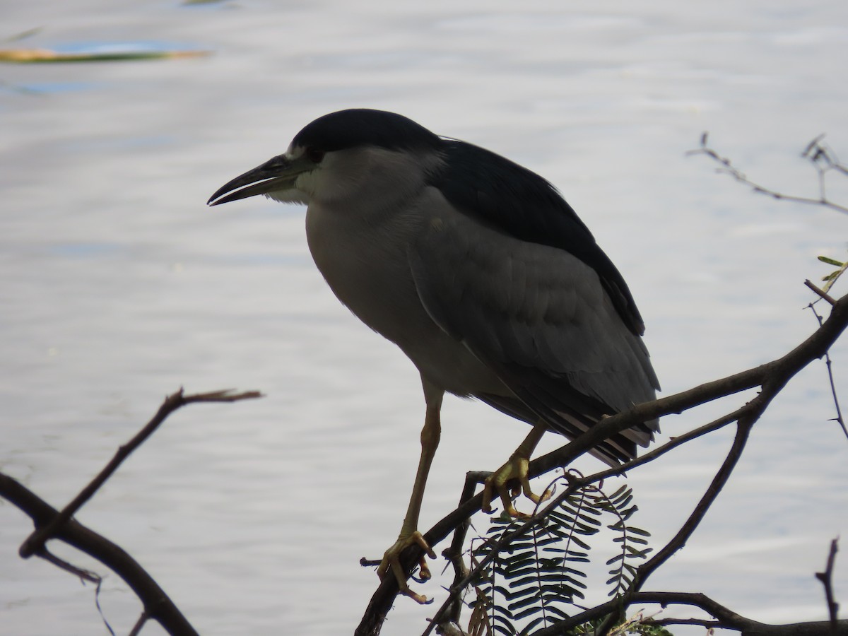 Nachtreiher - ML645627892