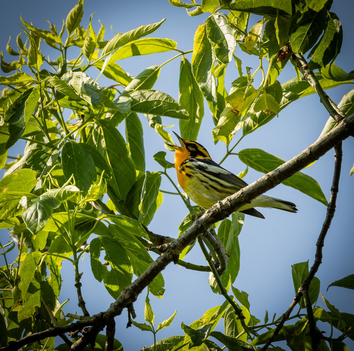 Reinita Gorjinaranja - ML645627894