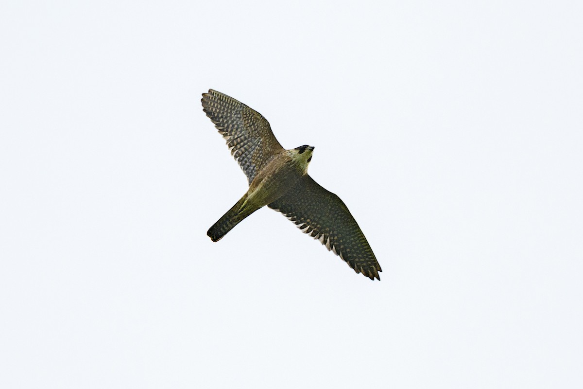 Australian Hobby - ML645627895