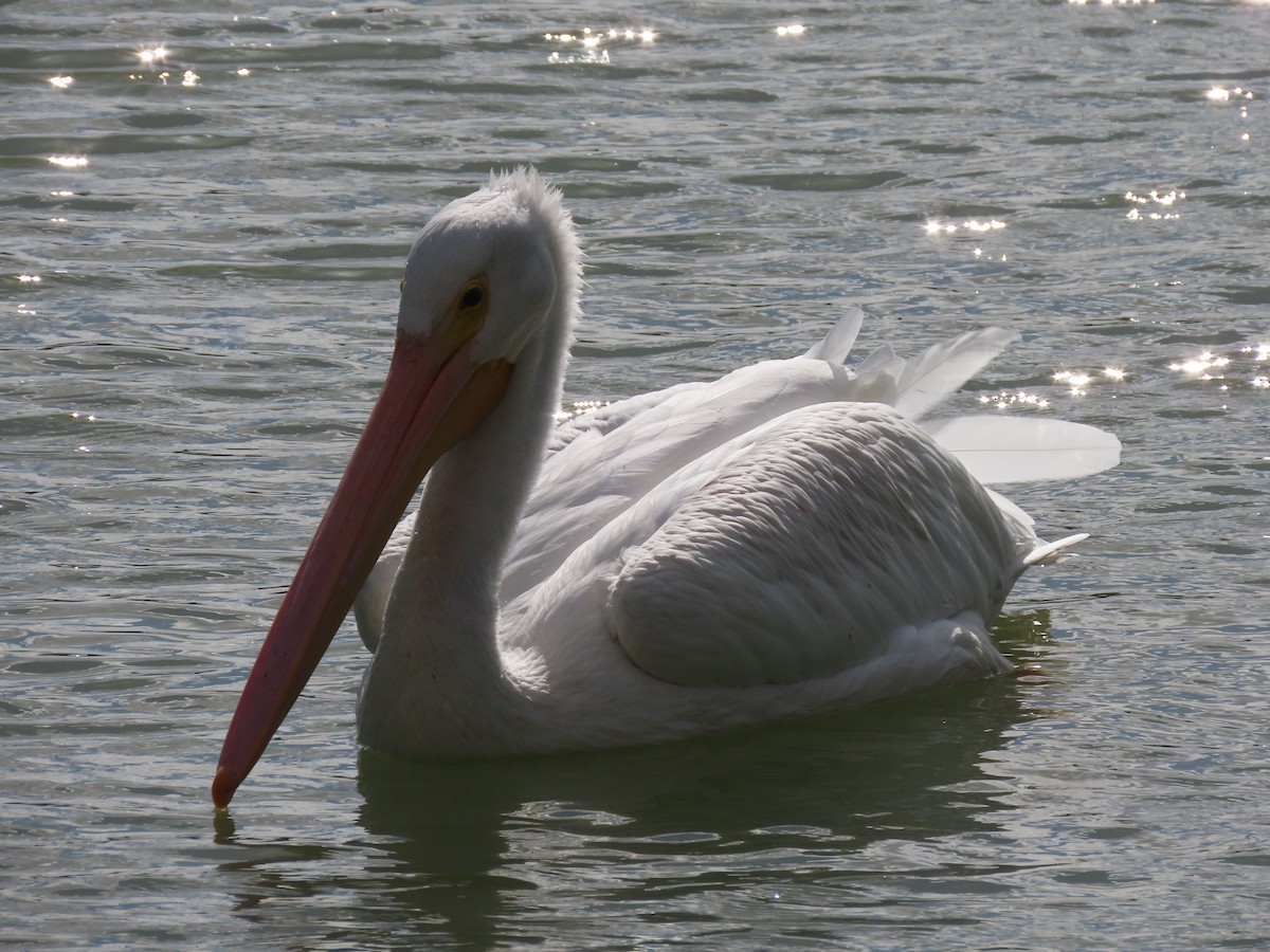 Nashornpelikan - ML645627896