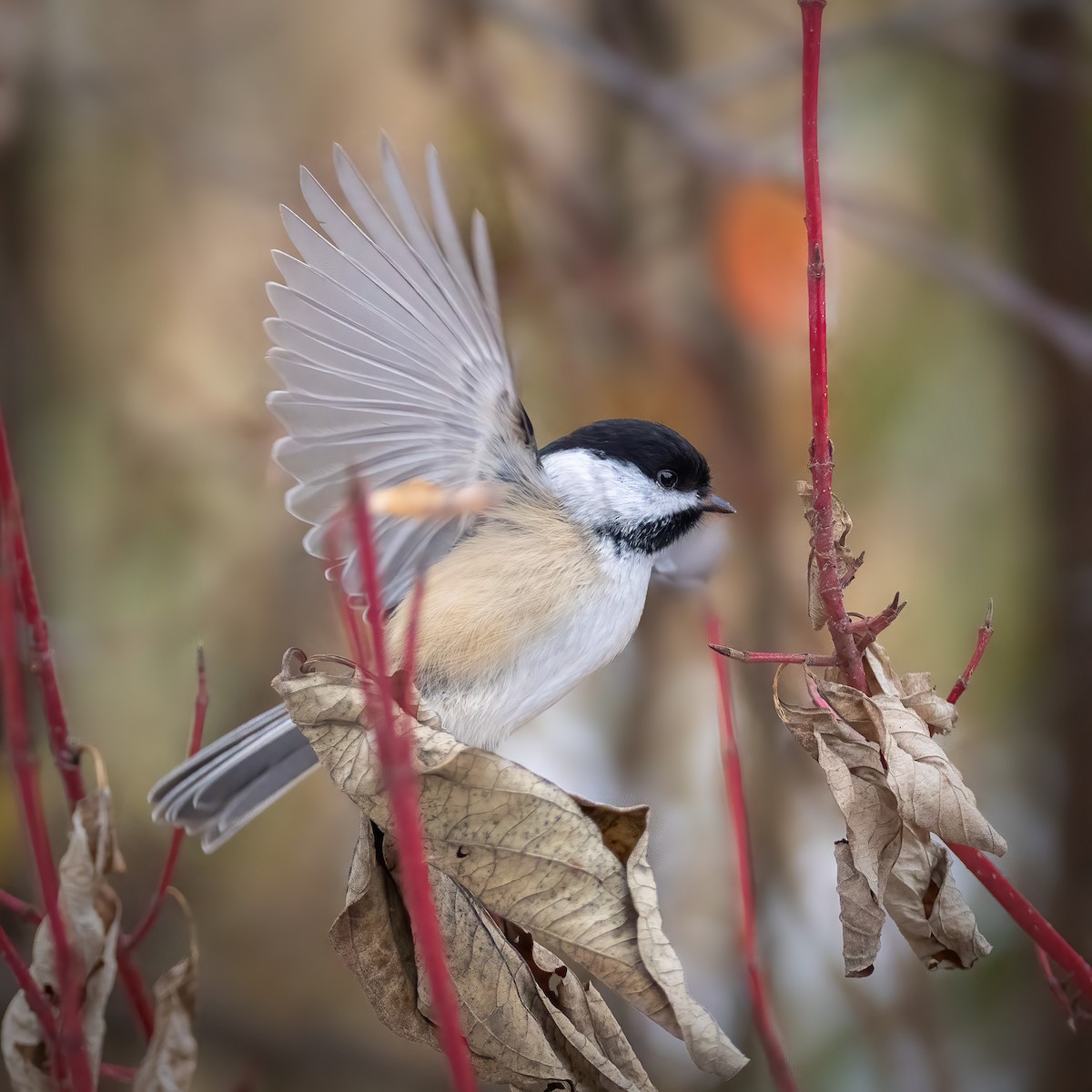 Mésange à tête noire - ML645627901