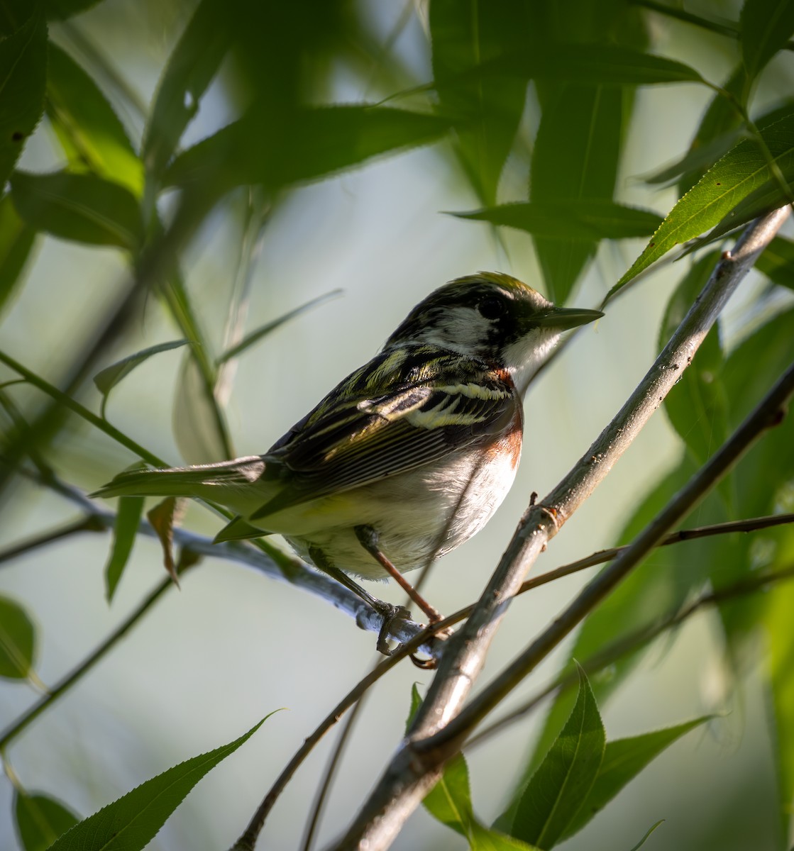 Chestnut-sided Warbler - ML645627904