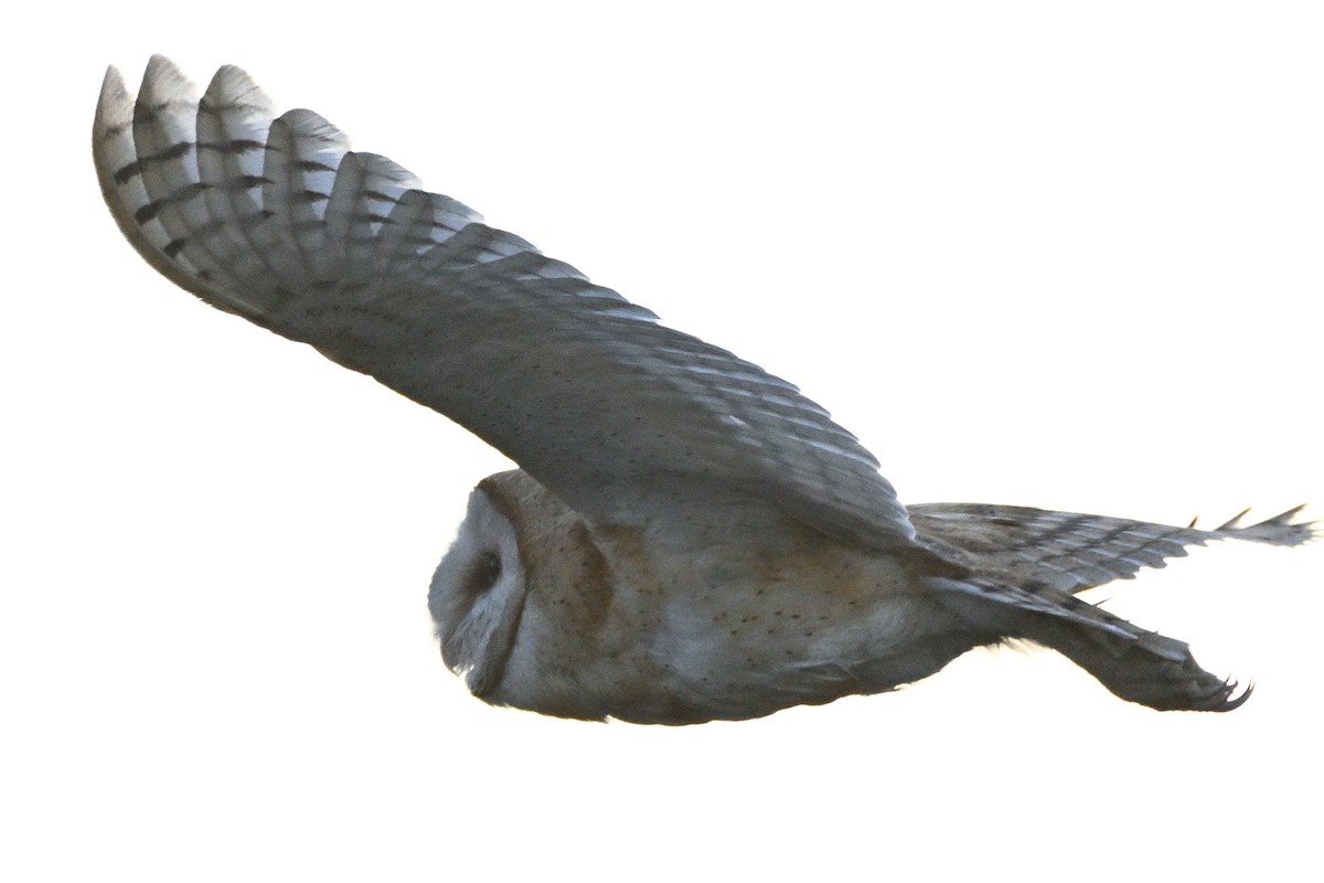 American Barn Owl - ML645627907