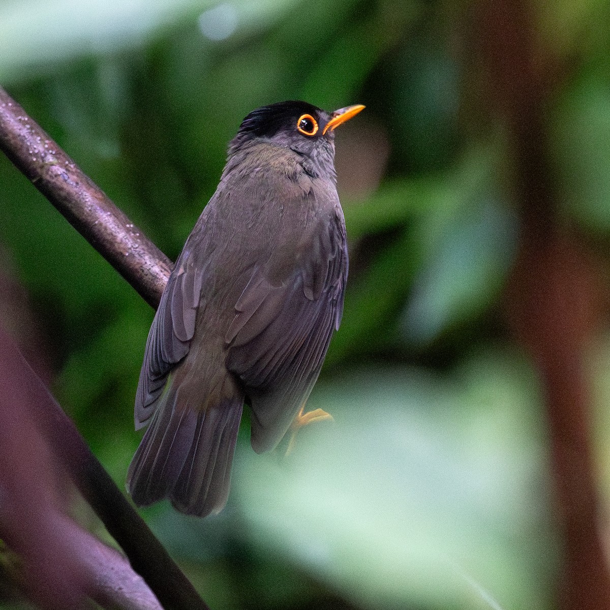 Black-headed Nightingale-Thrush - ML645627908