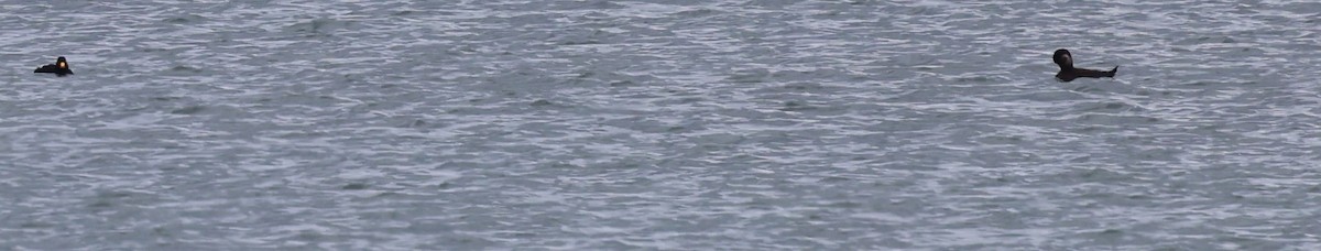 turpan žlutozobý - ML645627911