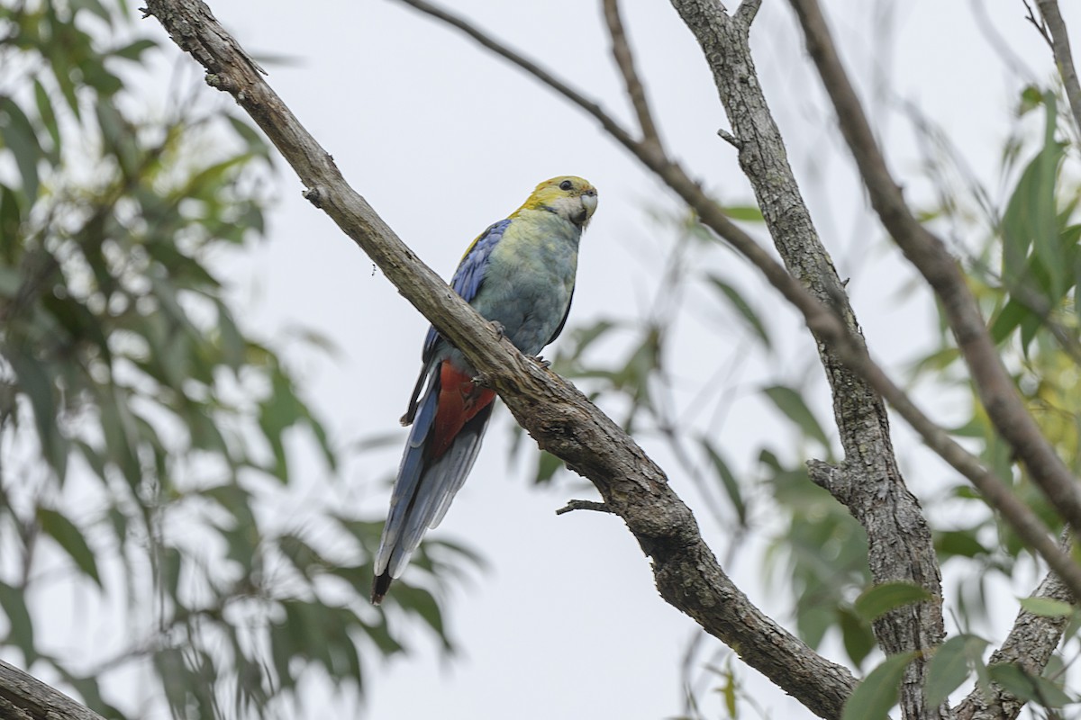 Pale-headed Rosella - ML645627912