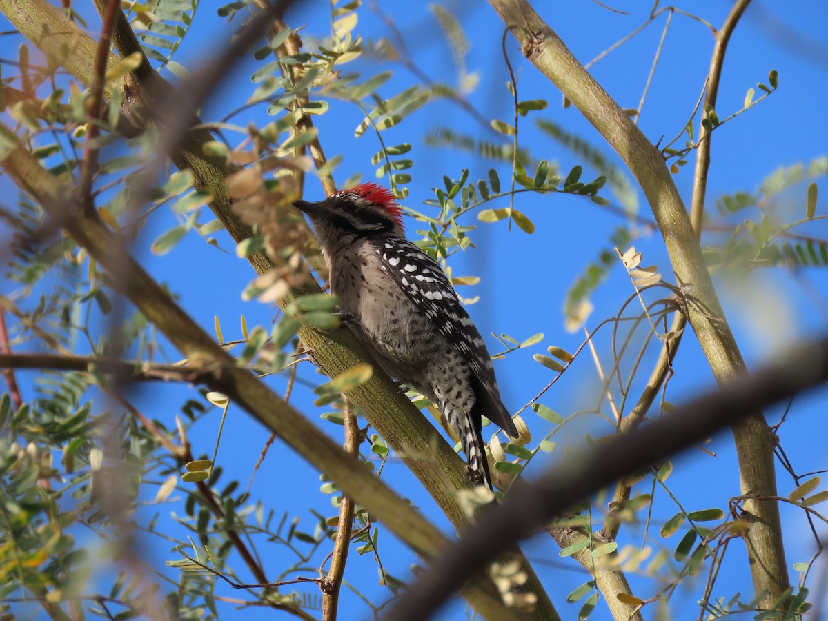 Texasspecht - ML645627913