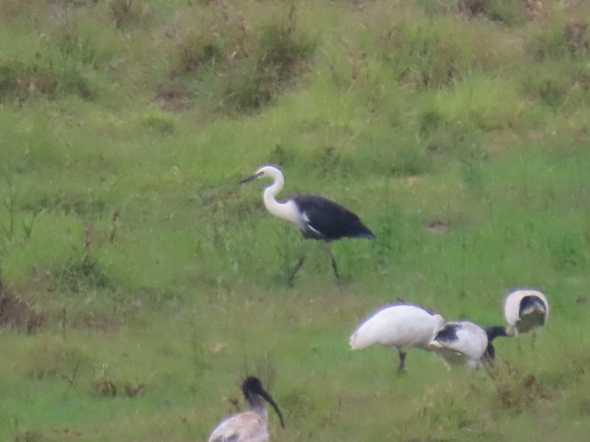 Pacific Heron - ML645627914