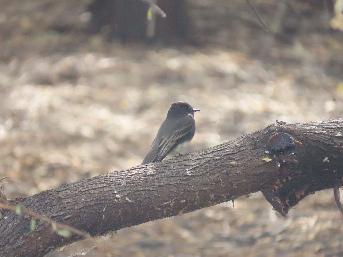 Schwarzkopf-Phoebetyrann - ML645627920