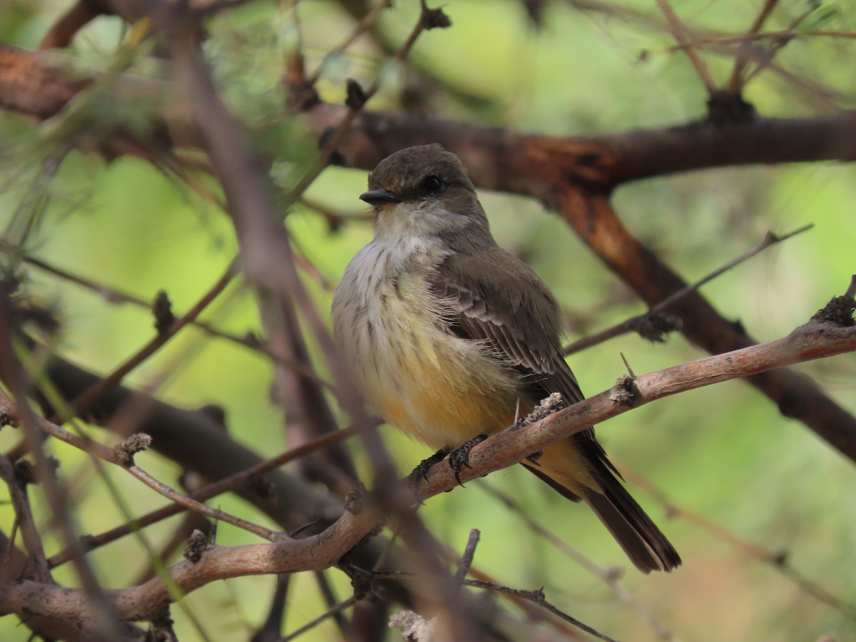 Rubintyrann - ML645627921