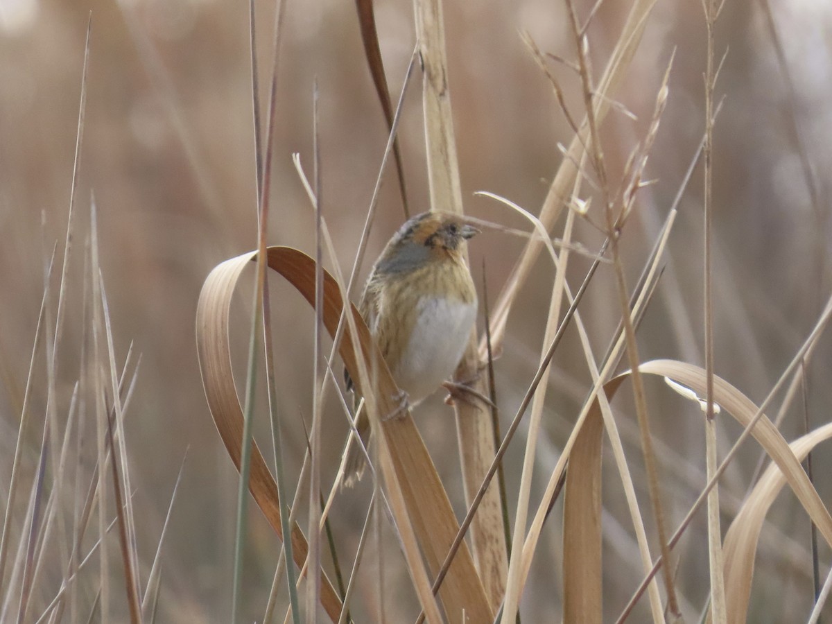 Nelson's Sparrow - ML645627922