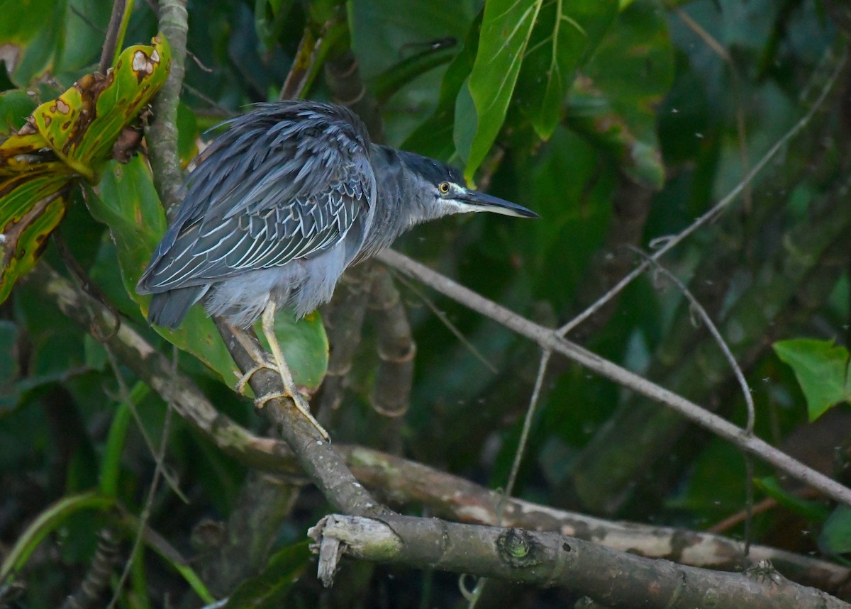 Striated Heron - ML645627924