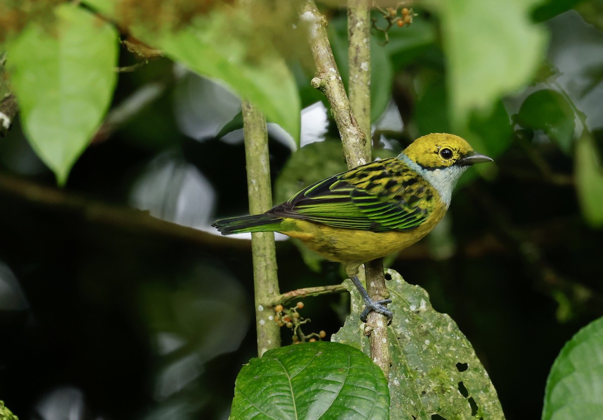 Silver-throated Tanager - ML645627925