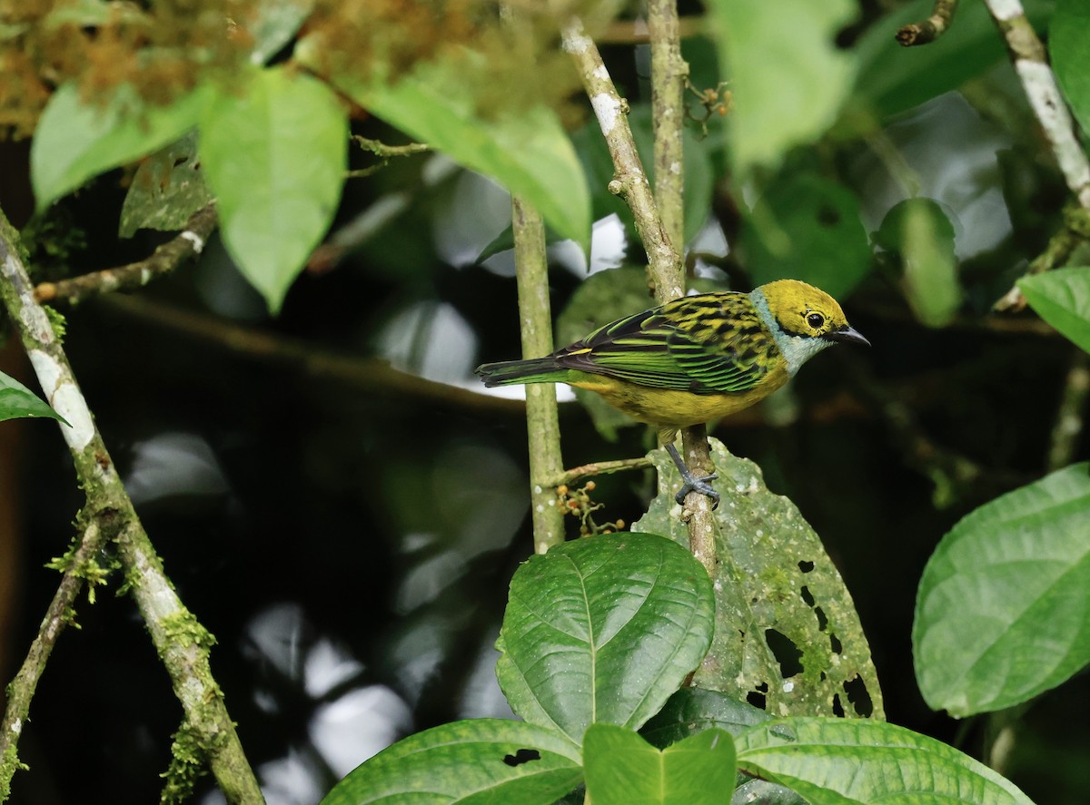 Silver-throated Tanager - ML645627926