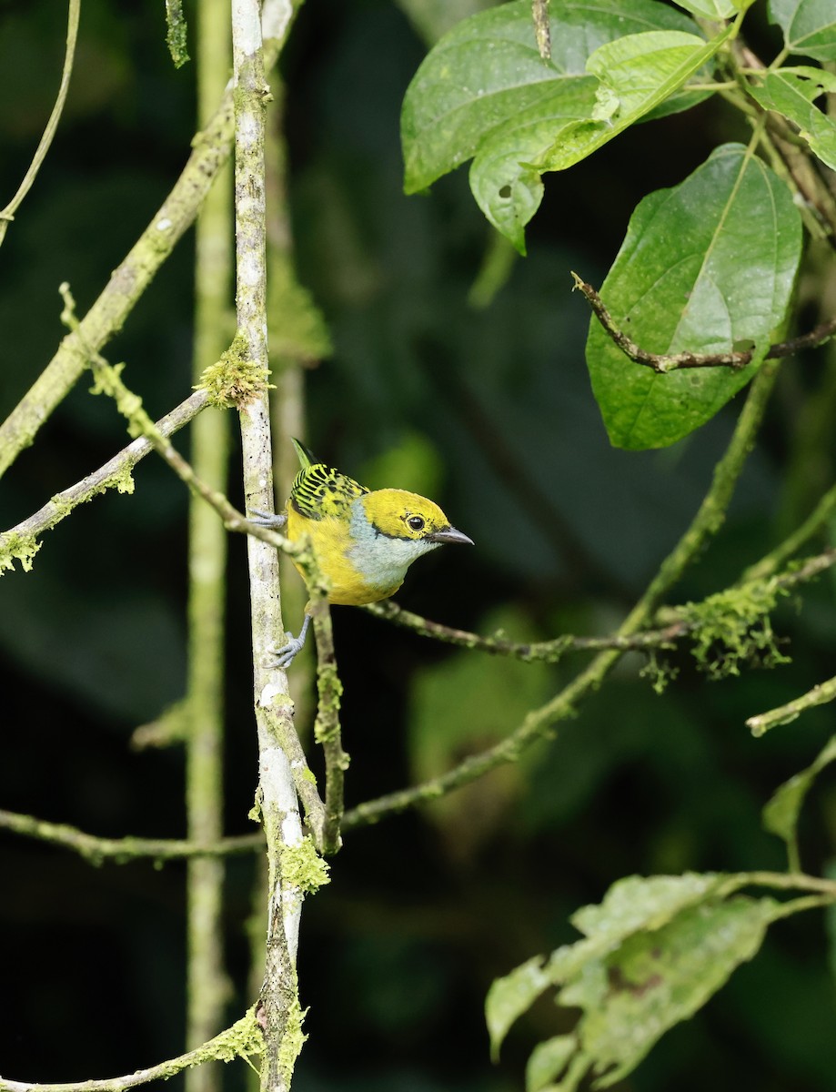 Silver-throated Tanager - ML645627927