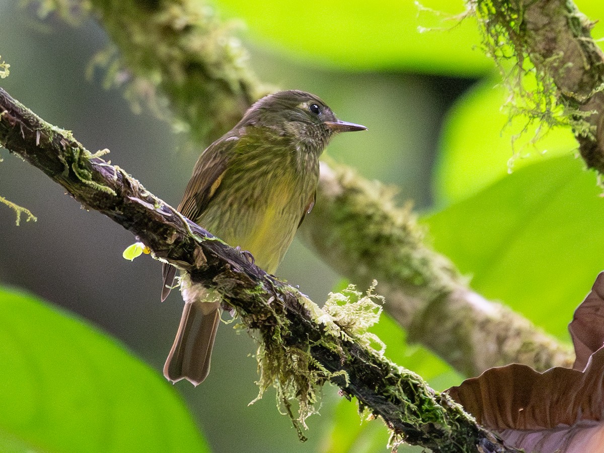 Olive-streaked Flycatcher - ML645627928