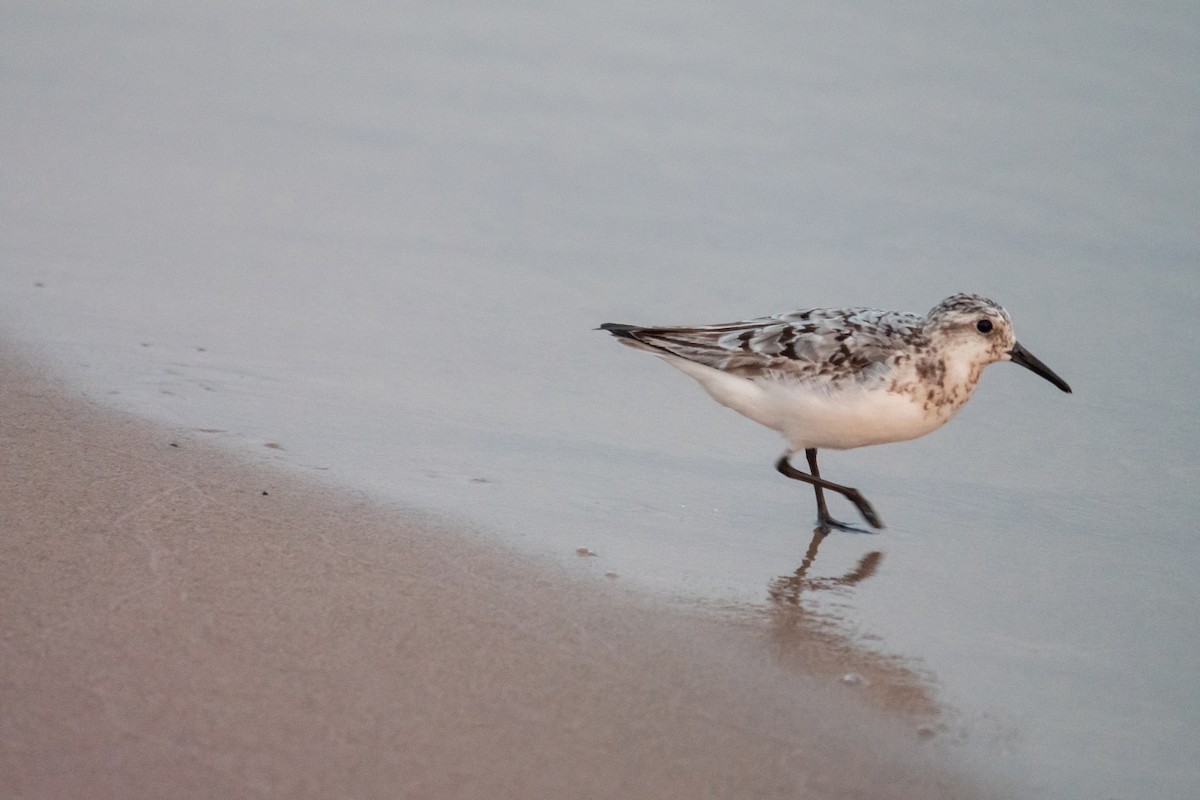 Sanderling - ML645627930