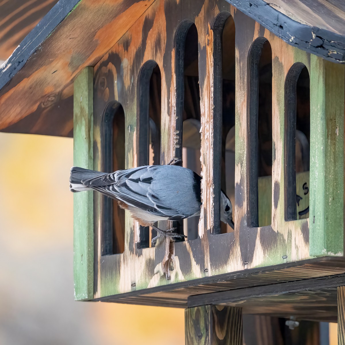 White-breasted Nuthatch - ML645627931