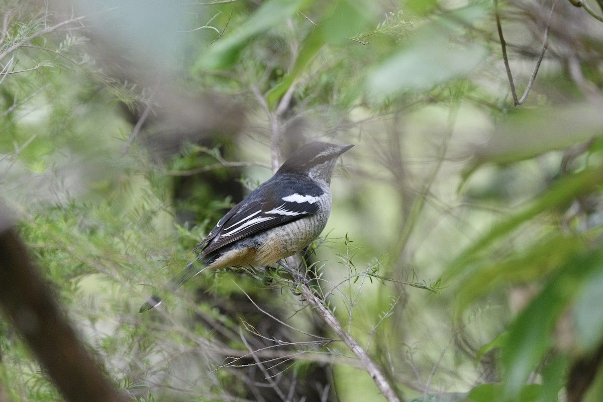 Varied Triller - ML645627932