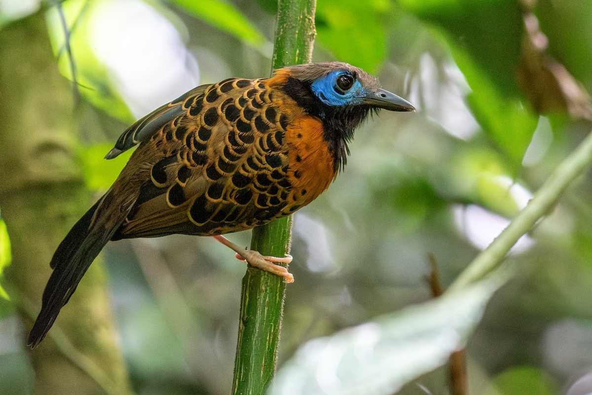 Ocellated Antbird - ML645627933