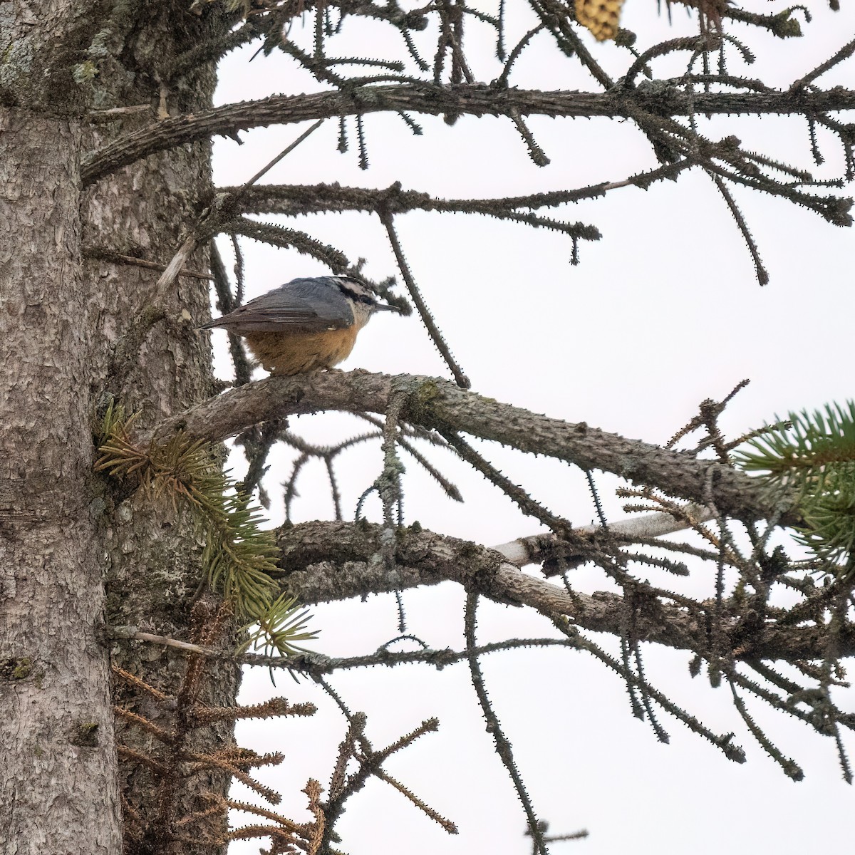 Red-breasted Nuthatch - ML645627934