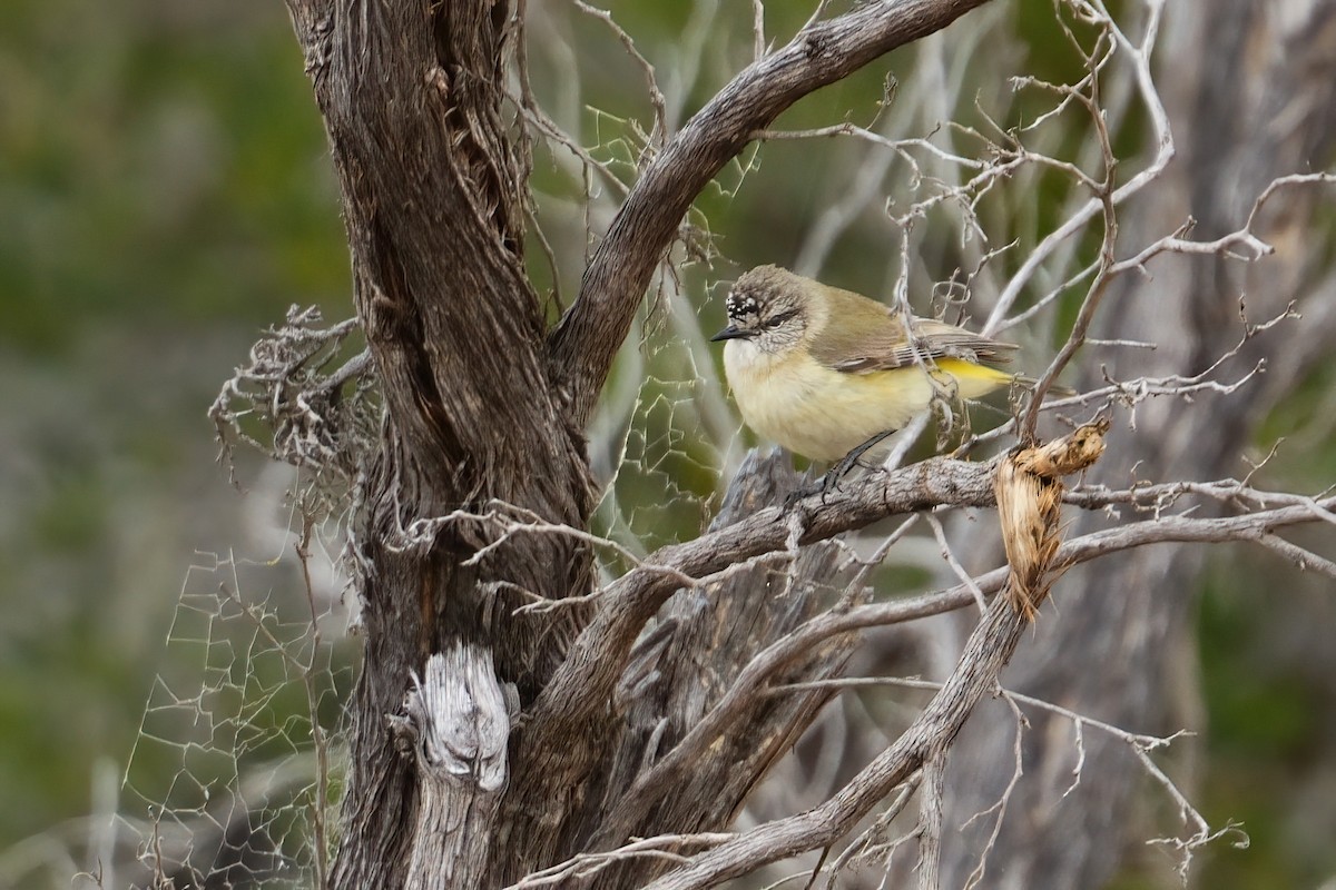Yellow-rumped Thornbill - ML645627936