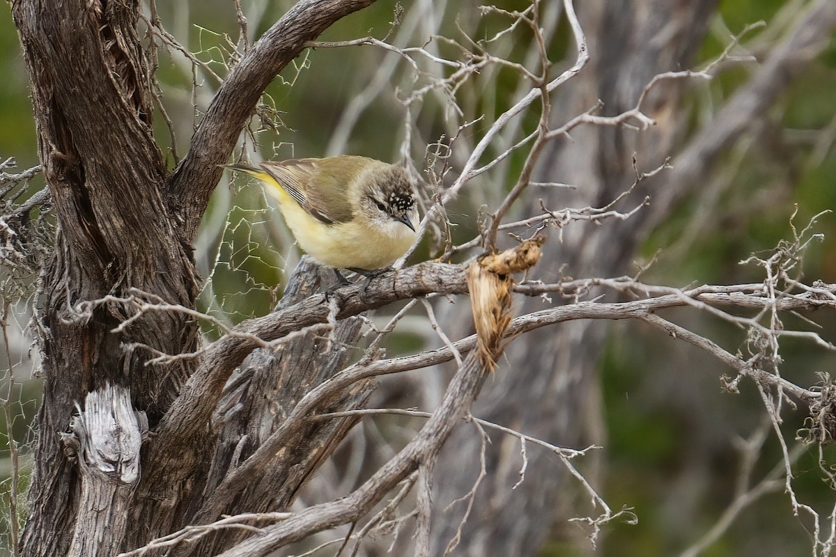 Yellow-rumped Thornbill - ML645627937