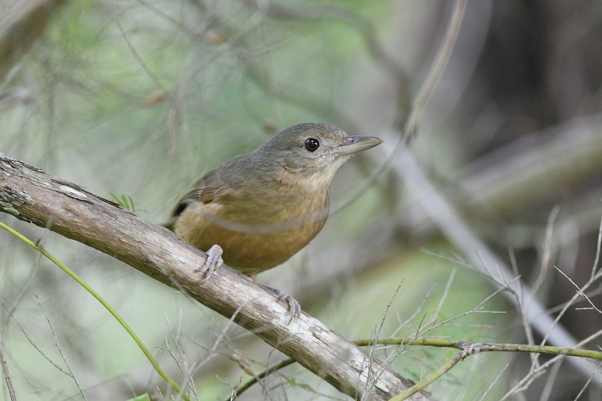 Little Shrikethrush (Rufous) - ML645627938
