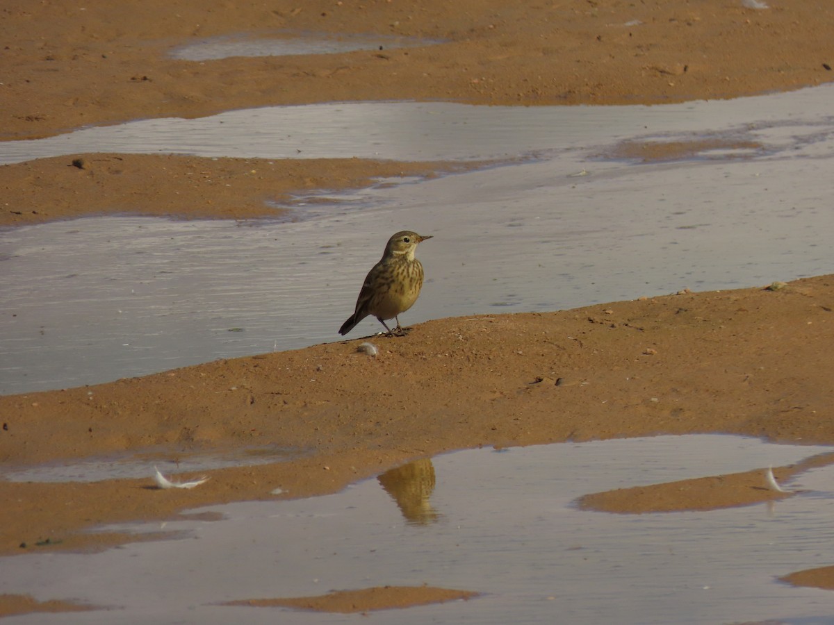 American Pipit - ML645627939