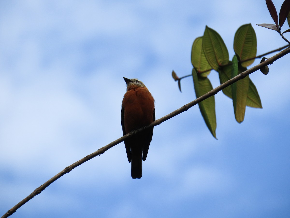 Cliff Flycatcher - ML645627940