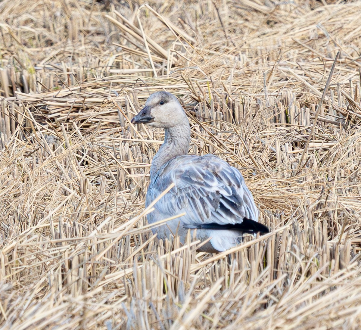 Snow Goose - ML645627941