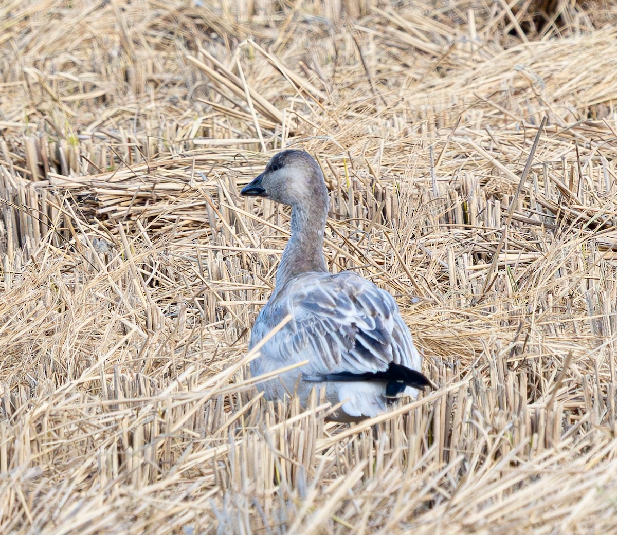 Snow Goose - ML645627942