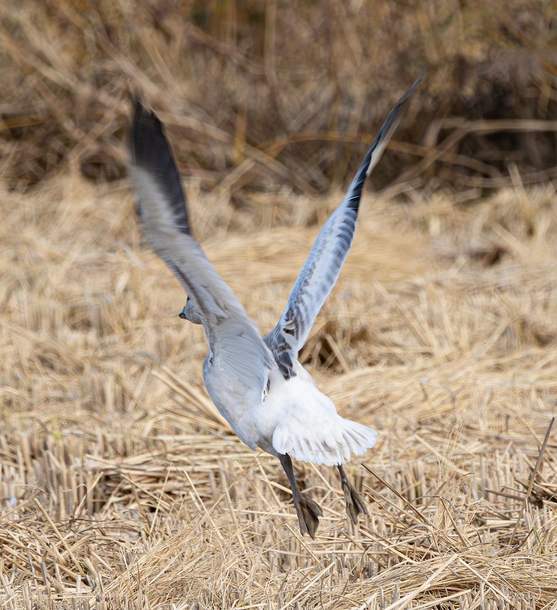 Snow Goose - ML645627944