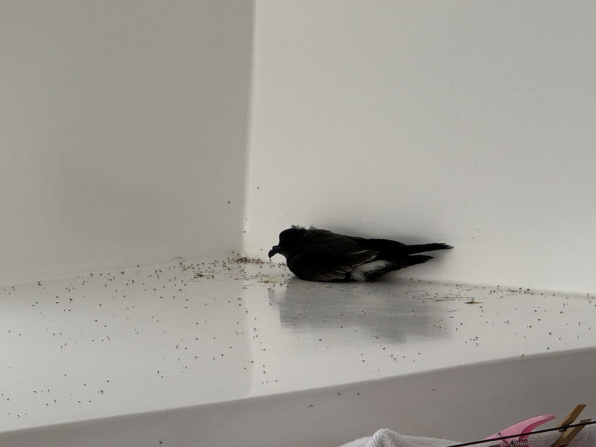 Band-rumped Storm-Petrel - ML645627945